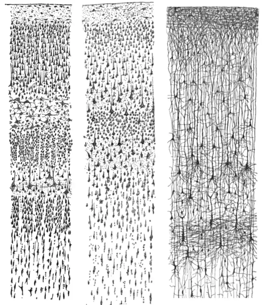 Cajal's drawings of the human cerebral cortex, 1899, the biological inspiration for the McCulloch-Pitts neuron model